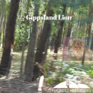 Gippsland Lion - Lion photo original - Photographer- Buffa, Title- Lion https---flic.kr-p-2nQHGo - Picture of trees is haunted hills tours taken in the haunted hills
