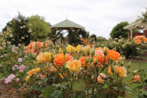 rose-garden-kernot-lake-town-commons-or-pirate-park_24244494975_o