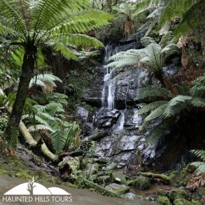 cold temperate rainforest, cyathea falls, tarra bulga, tarra river, Tarra Valley