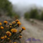 smelly-yellow-flowers-billy-goats-bluff