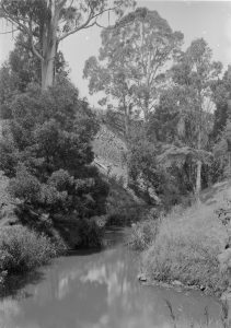 Turtons Creek, cleared land, Gum trees