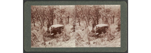 ghost gums, old car, haunted hills, gippsland